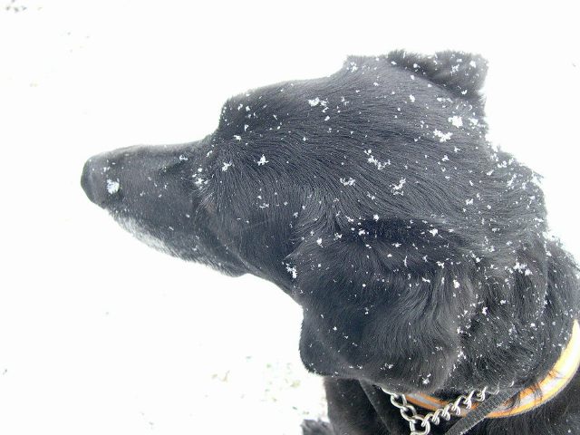[snow[2].JPG]